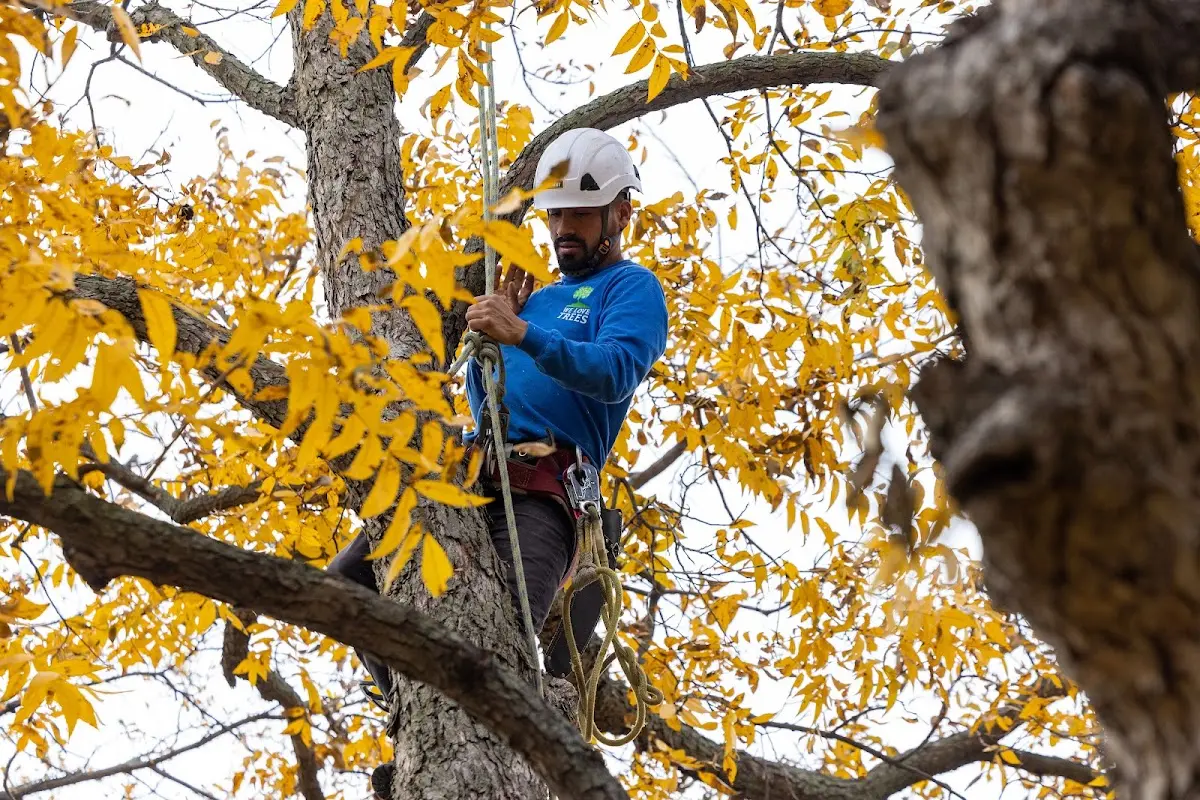 Skilled Tree Trimming crew working in Harrison